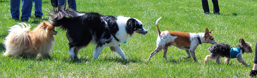 Brian Bemis Family Dog Park