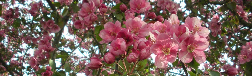 Cherry Blossoms at Sycamore Community Park